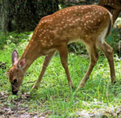 Mississippi White-tailed Deer