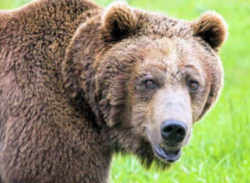 State Symbol: Montana State Animal: Grizzly Bear