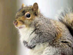 North Carolina Grey Squirrel