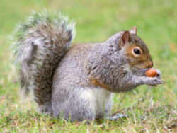 North Carolina Grey Squirrel