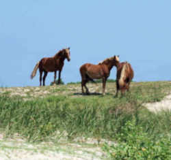North Carolina Horse: Colonial Spanish Mustang