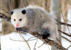 North Carolina State Marsupial: Virginia opossum