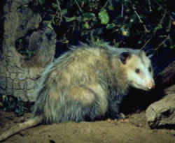 North Carolina State Marsupial: Virginia opossum