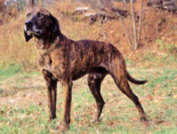 North Carolina  Plott Hound