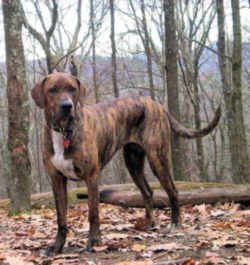 North Carolina  Plott Hound