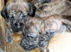 North Carolina  Plott Hound