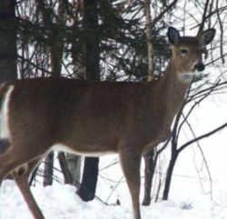 Nebraska White-tailed Deer