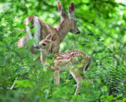 State Symbol: New Hampshire State Animal: White-tailed Deer