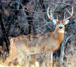 State Symbol: New Hampshire State Animal: White-tailed Deer