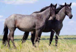 State Symbol: New Jersey State Animal: Horse