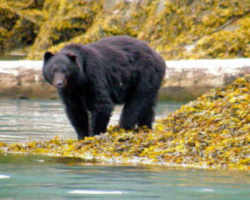 State Symbol: New Mexico State Animal: Black Bear