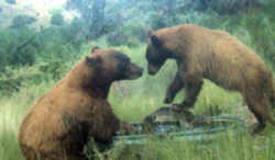 State Symbol: New Mexico State Animal: Black Bear