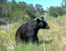 State Symbol: New Mexico State Animal: Black Bear