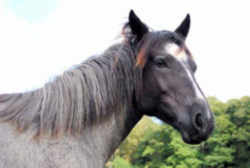 North Dakota Nokota Horse