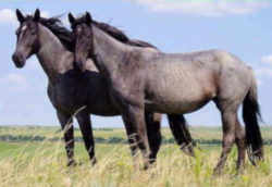 North Dakota Nokota Horse