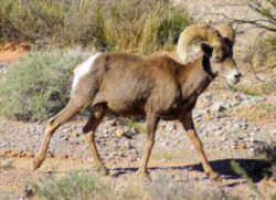 State Symbol: Nevada  Desert Bighorn Sheep