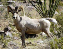 State Symbol: Nevada  Desert Bighorn Sheep