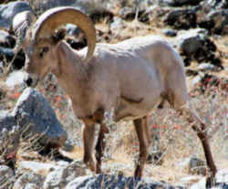 State Symbol: Nevada  Desert Bighorn Sheep