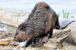 State Symbol: New York State Animal: Beaver