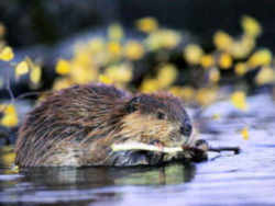 State Symbol: New York State Animal: Beaver