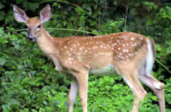 State Symbol: Ohio State Animal: White-tailed Deer