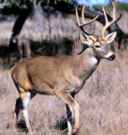 State Symbol: Ohio State Animal: White-tailed Deer