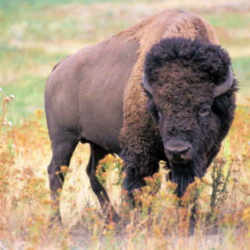 State Symbol: Oklahoma State Animal: American Buffalo, or Bison