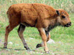 Oklahoma State Animal: American Buffalo, or Bison
