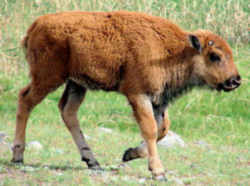 State Symbol: Oklahoma State Animal: American Buffalo, or Bison