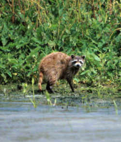 State Symbol: Oklahoma State Furbearing Animal: Racoon