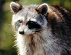 State Symbol: Oklahoma State Furbearing Animal: Racoon