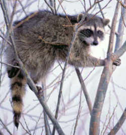 Oklahoma Racoon