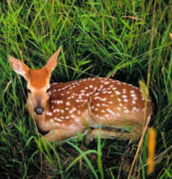 State Symbol: Oklahoma State Game Animal: White-tailed Deer