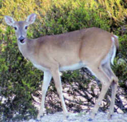 State Symbol: Oklahoma State Game Animal: White-tailed Deer