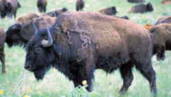 State Symbol: Oklahoma State Animal: American Buffalo, or Bison