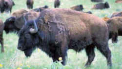 State Symbol: Oklahoma State Animal: American Buffalo, or Bison