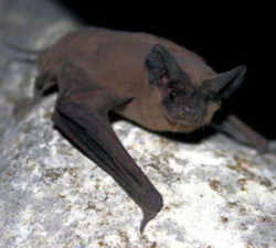 Oklahoma Mexican Free-tailed Bat