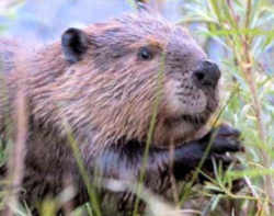 State Symbol: Oregon State Animal: American Beaver