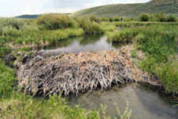 State Symbol: Oregon State Animal: American Beaver Dam