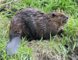 State Symbol: Oregon State Animal: American Beaver