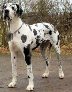 Pennsylvania Great Dane