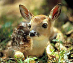 State Symbol: Pennsylvania State Animal: White-tailed Deer