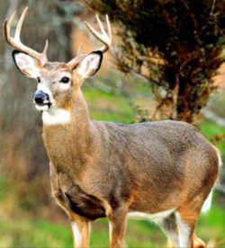 State Symbol: Pennsylvania State Animal: White-tailed Deer