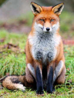 Mississippi Red Fox