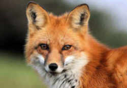 Mississippi Red Fox