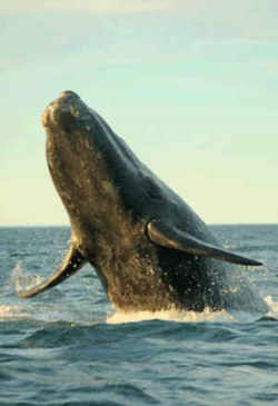 Georgia State Marine Mammal: Right Whale