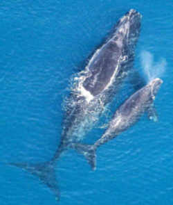 Georgia State Marine Mammal: Right Whale