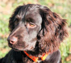 spaniel boykin familiaris