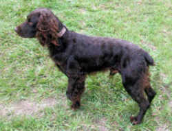 South Carolina Boykin Spaniel