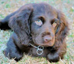 South Carolina Boykin Spaniel